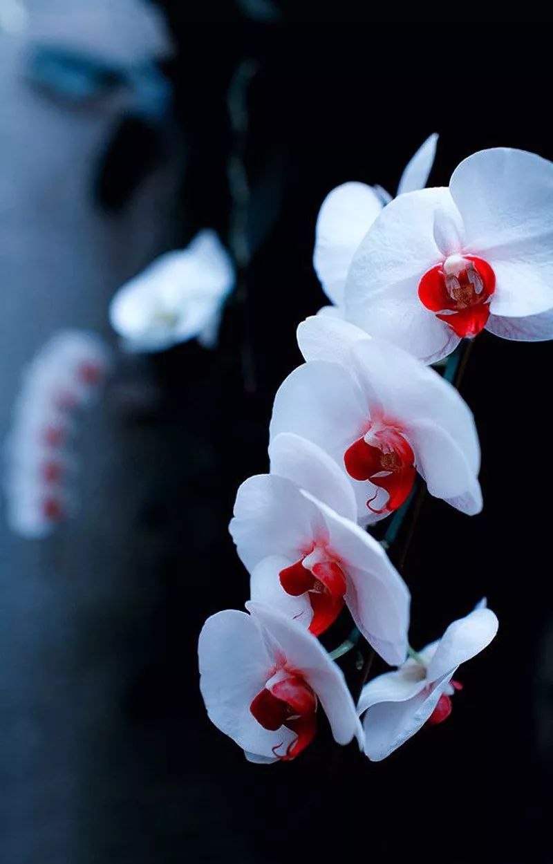 明日大寒七律,明日大寒愿你三冬暖春不寒