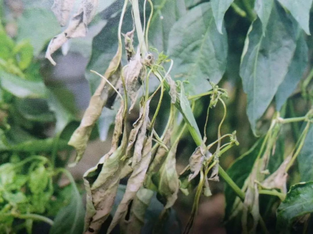 农作物灰霉病怎么防治,作物黑腐病