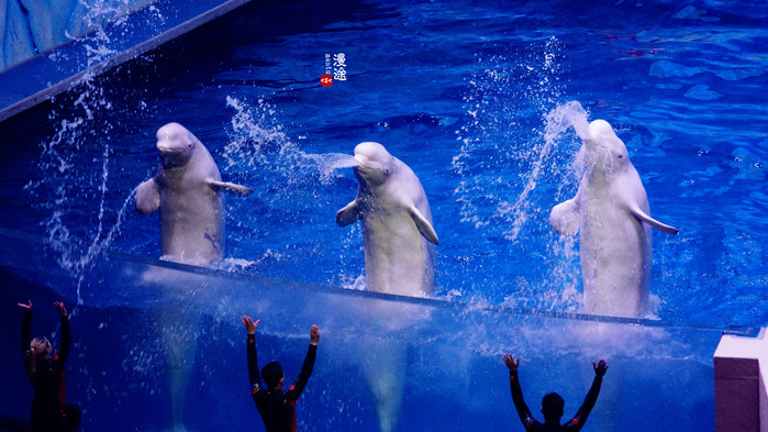 新年广州珠海长隆游记,广州珠海长隆澳门自由行攻略