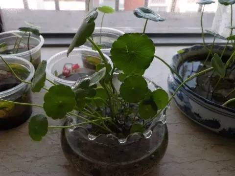 韩国夺命加湿器,加湿器致命事件