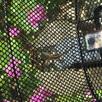 马尔代夫神仙珊瑚岛攻略,马尔代夫神仙珊瑚岛视频