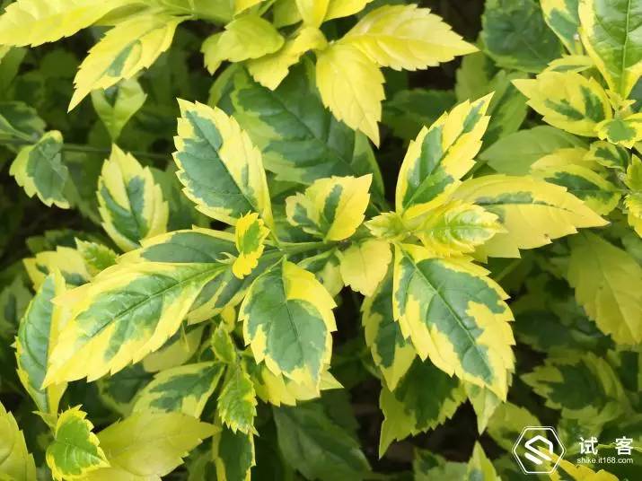 iphone6s测试视频,iphone6试用机