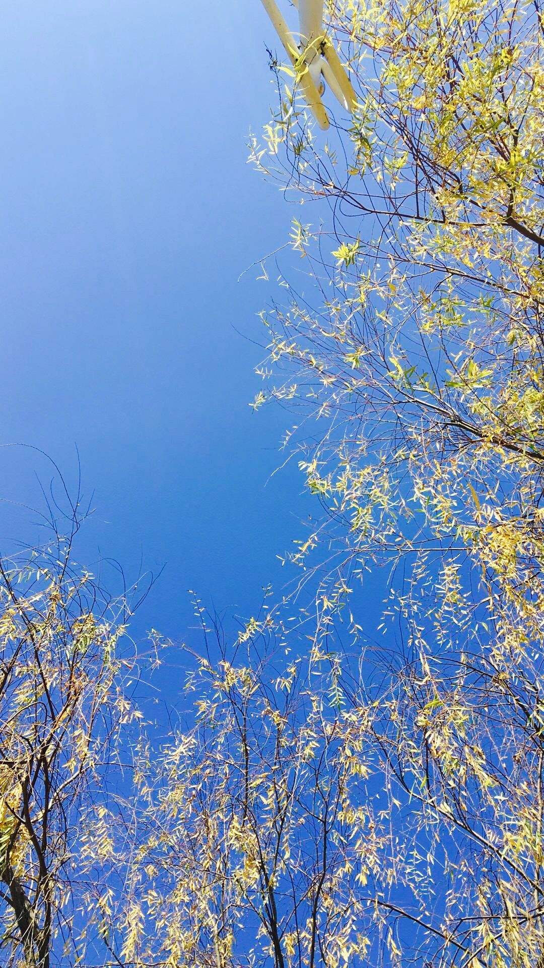 选一款吧！从此攀大就掌握在你手里了！