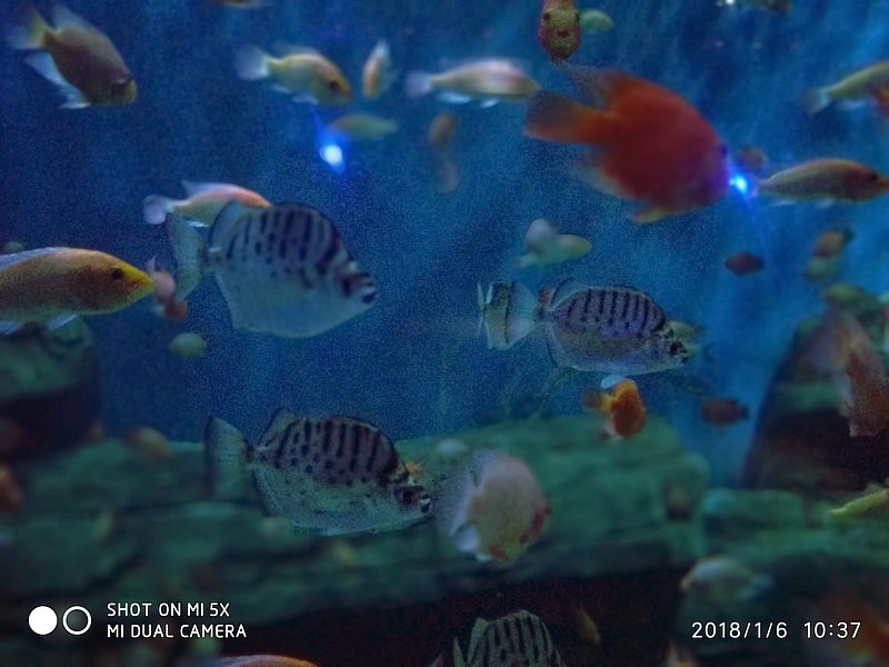 自驾安徽行13天——第一篇开封东京极地海洋馆