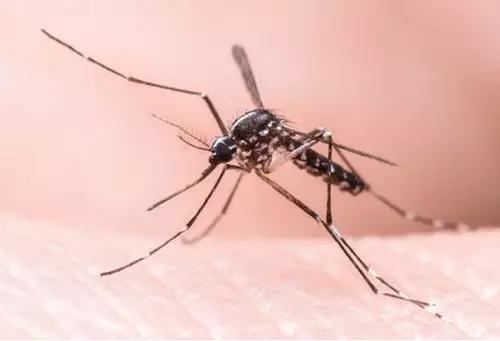 可怕的虫子小学生,恐怖虫子从哪里爬出来