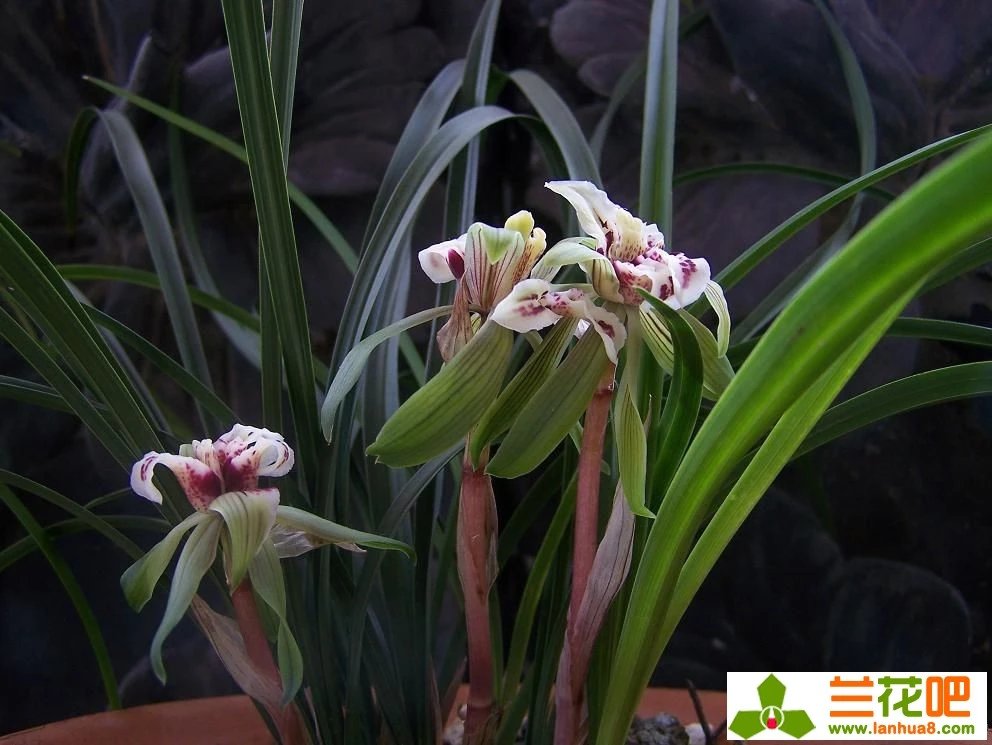 春兰四喜多少钱一盆,春兰四喜蝶优缺点