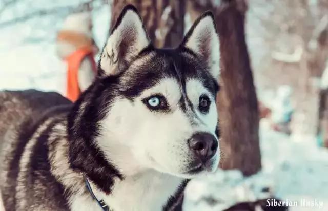 西伯利亚雪橇犬哈士奇白牙,西伯利亚雪橇犬哈士奇解说视频