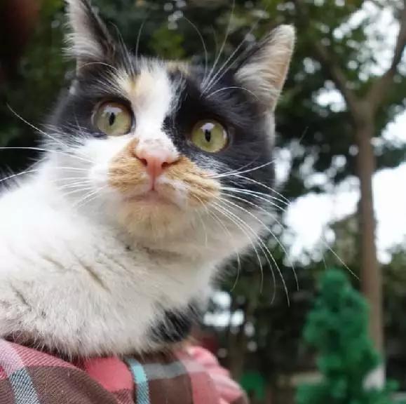 2021年上海领养狗狗,上海领养小动物的地方