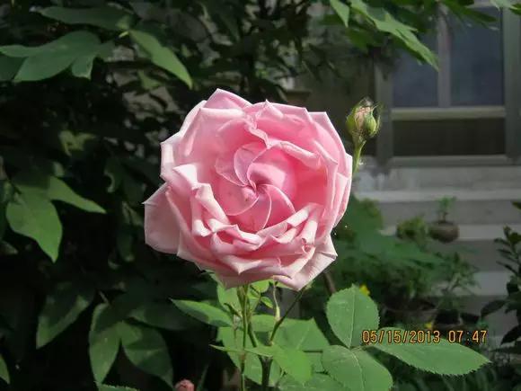 世界首座月季博物馆,月季主题公园月季博物馆