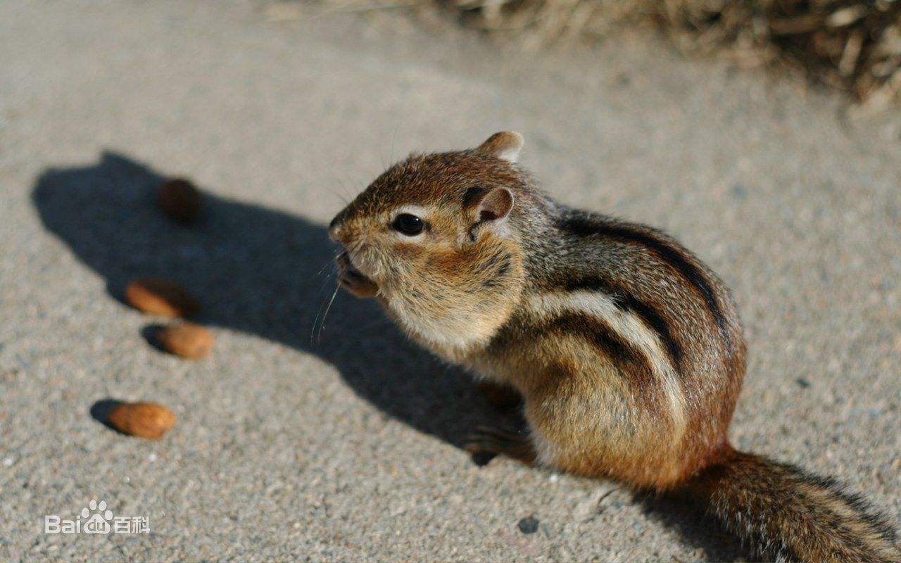 你适合养什么宠物小测试,你知道你自己最合适养什么宠物吗