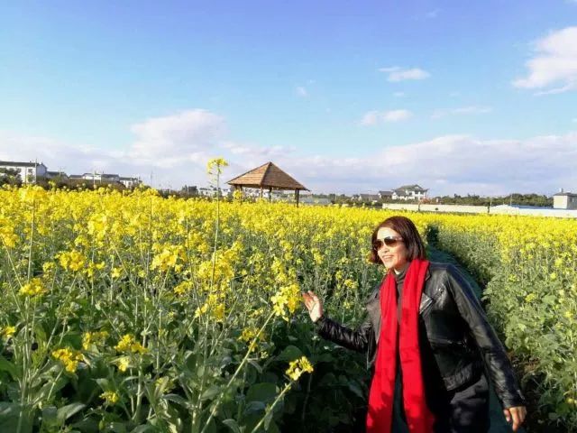 蒙自尼苏小镇有油菜花吗,蒙自尼苏小镇现在有花吗