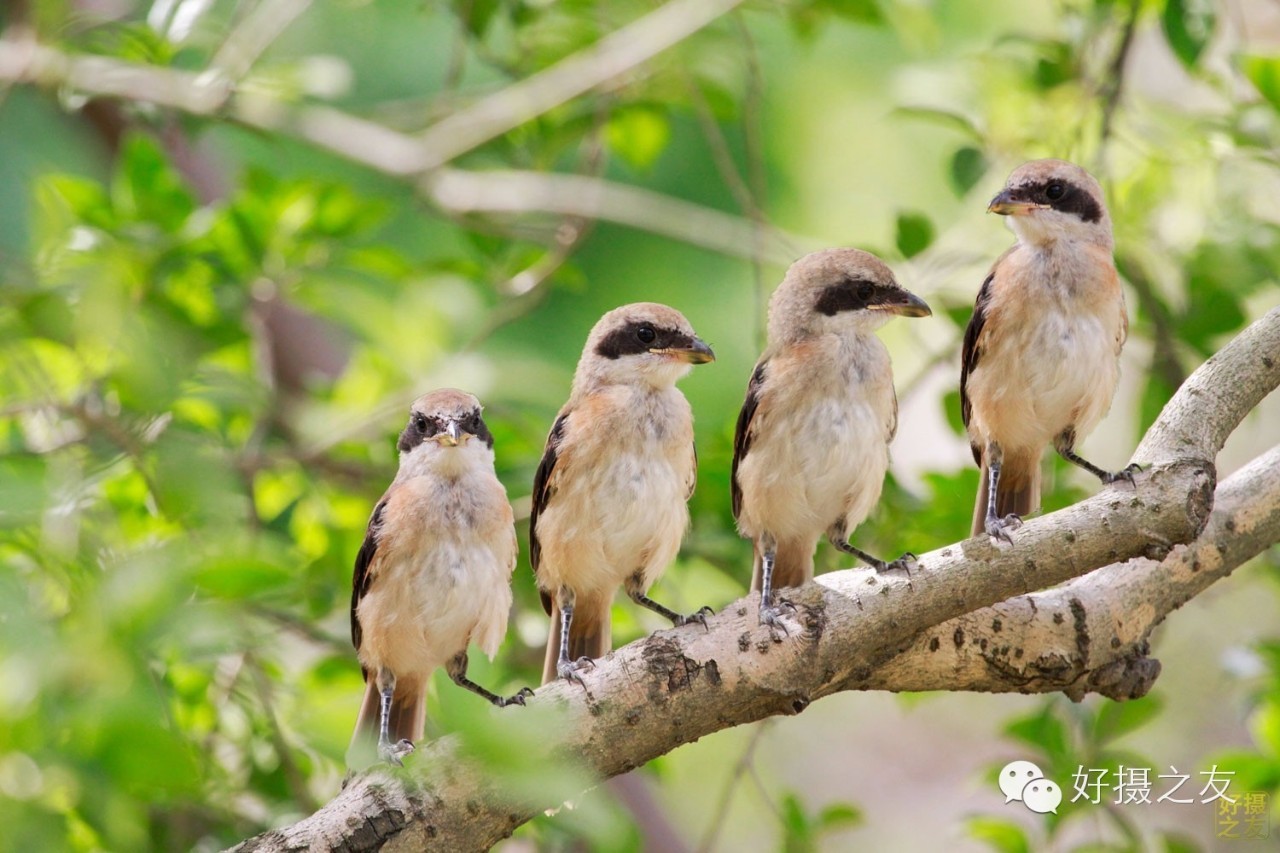 各路大鸟说:秀恩爱,那必须去春天的西湖啊!(拍鸟地图附上)