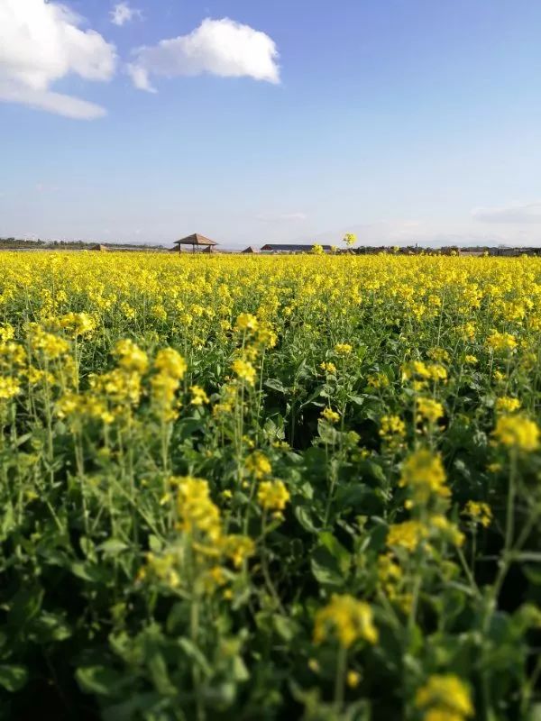 尼苏油菜花,快来打卡油菜花