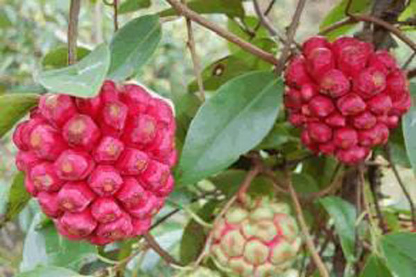 长得像葡萄的水果有个大核很甜,像菠萝又像葡萄的水果