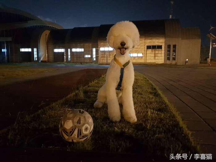 贵宾抱抱熊,抱抱熊特大深红色