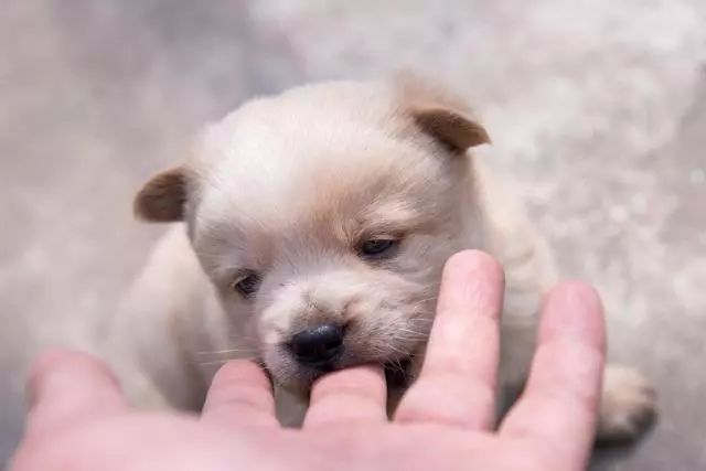 家有一群小精灵,有一群小精灵