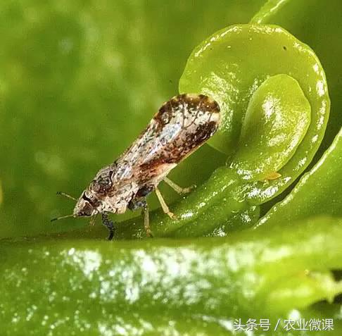 橘树生虫用什么药防治,八种害虫