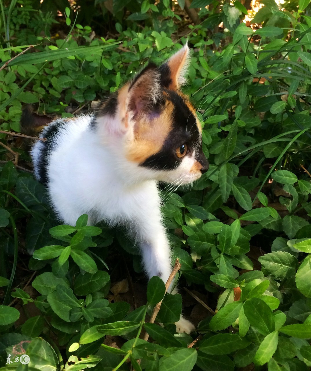 三花猫和玳瑁猫在猫界哪个更美,三花猫是什么动物