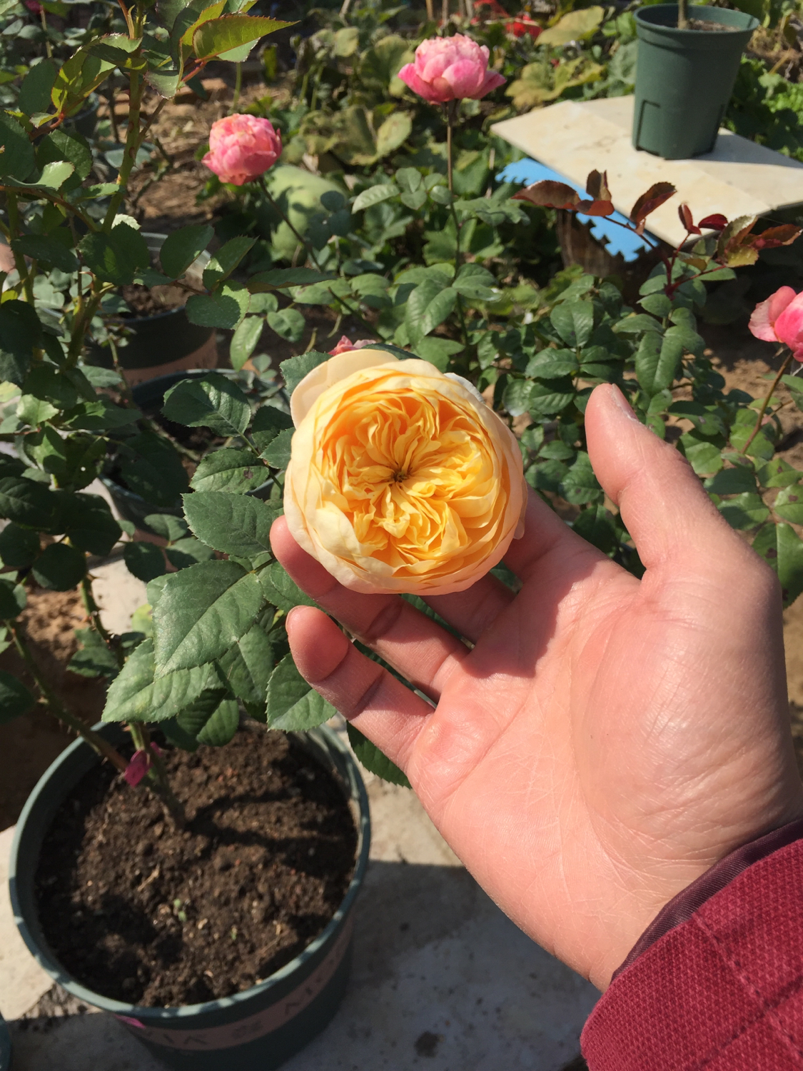 月季越冬的最佳方法,月季如何度夏养护和浇水