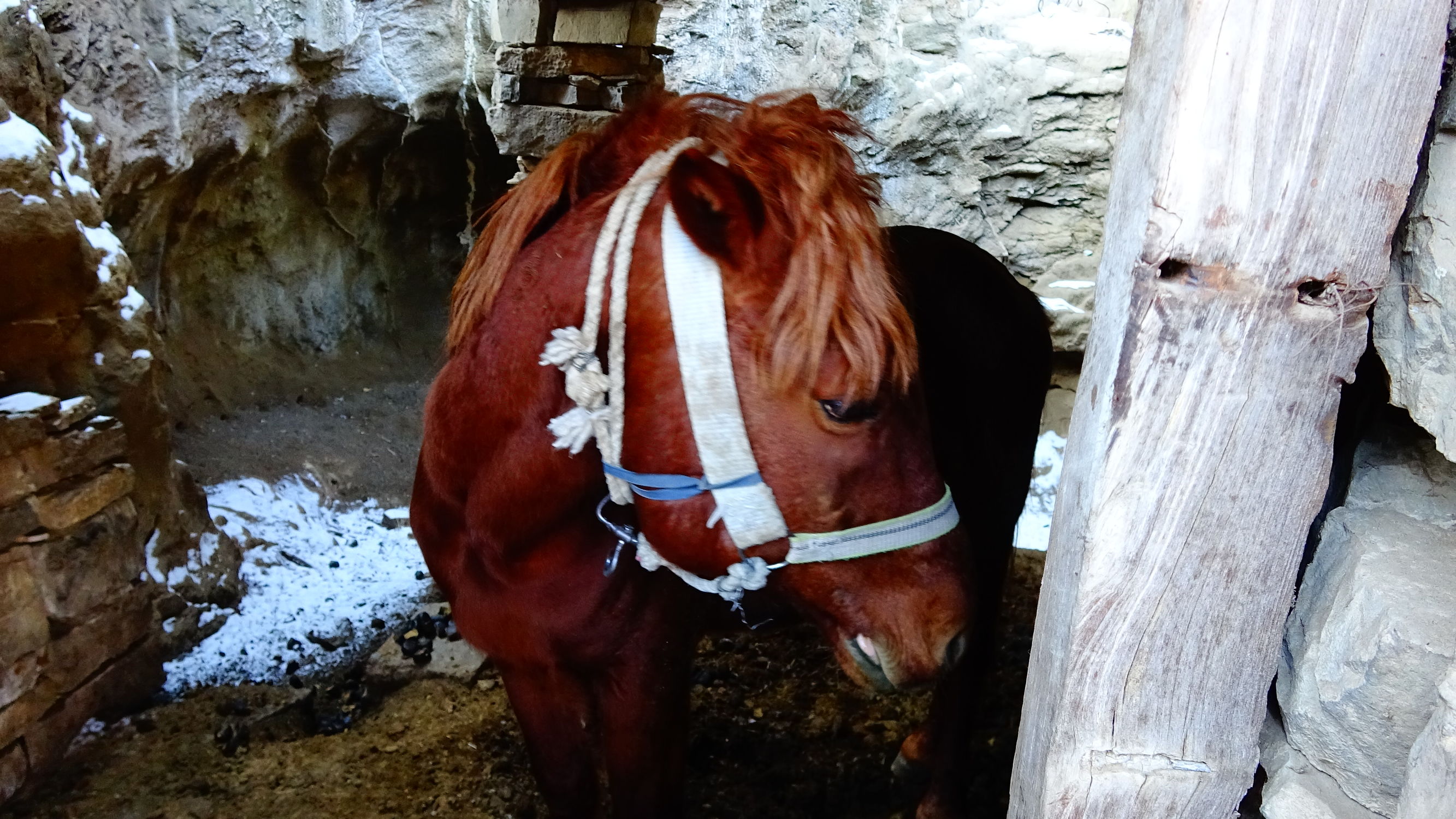我的家在桃花峪：遇见青州窦家崖村的王老伯