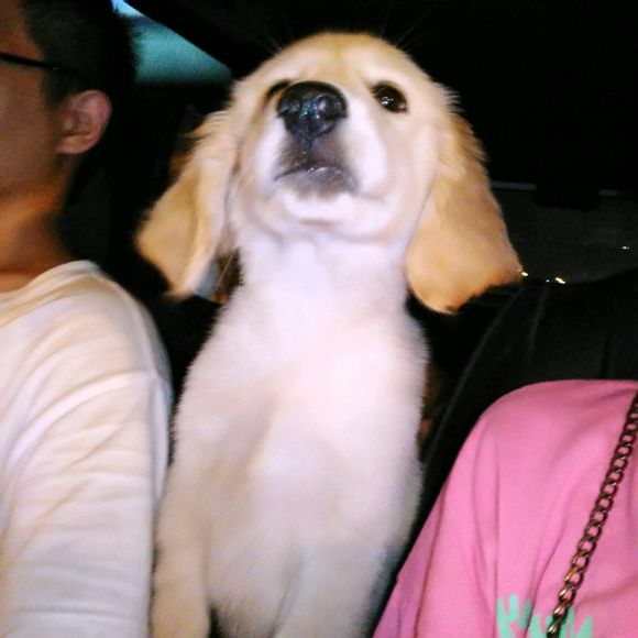 花了600买一只羊,花600买了只猫