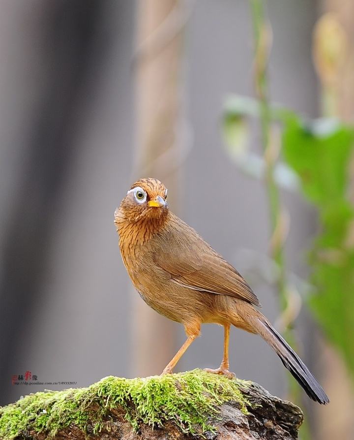 小型粘人的鸟类宠物有哪些,白领适合养什么宠物鸟类