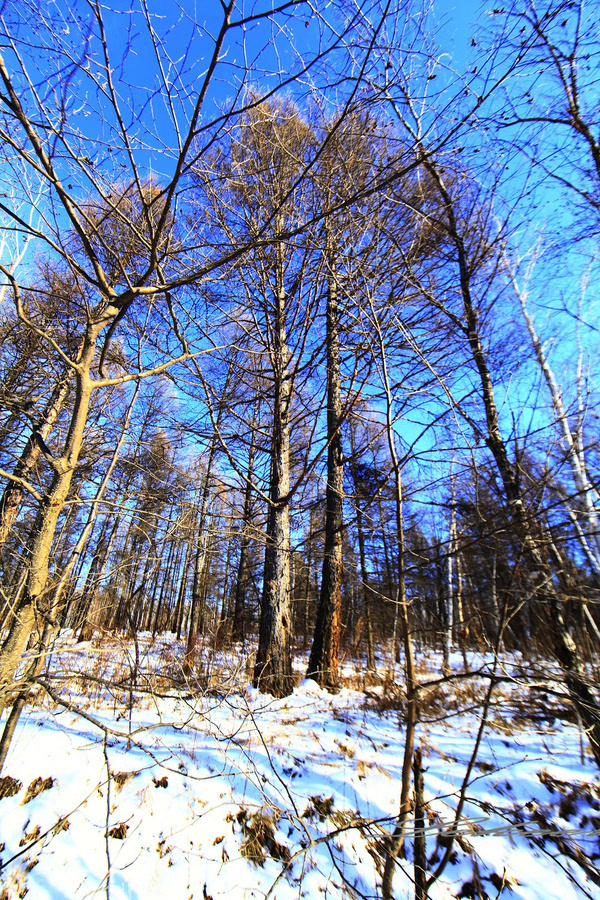 黑河兴安岭中有一个村款待客人方式怎么和蒙古族人一样？