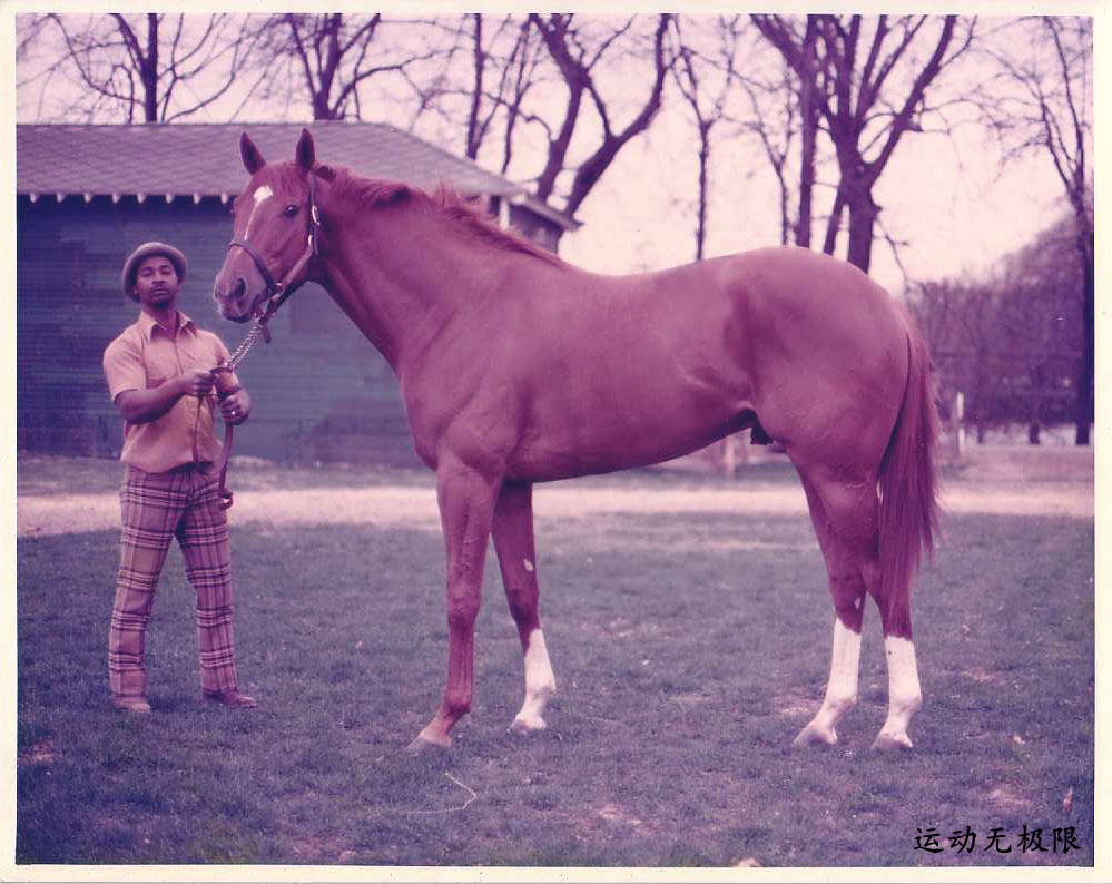 马中吕布马中赤兔,马中赤兔