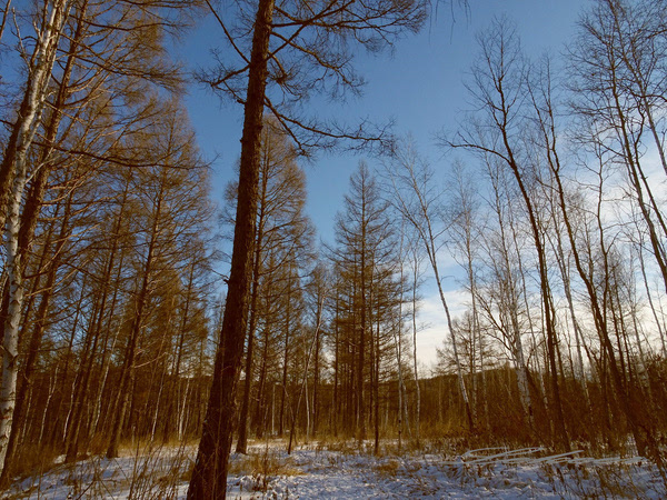 黑河兴安岭中有一个村款待客人方式怎么和蒙古族人一样？
