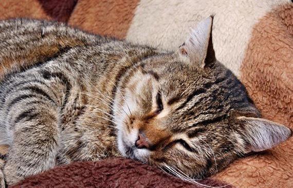 老龄猫的健康问题