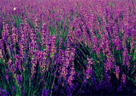 薰衣草的开花时间是几月几号,薰衣草是几月份开花结果的
