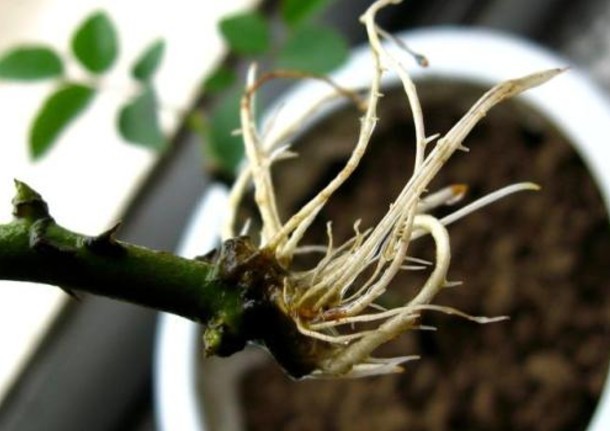 月季扦插时遇到假活怎么处理,月季扦插假活