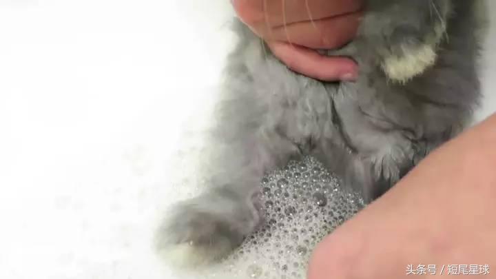 如何给兔子洗澡不出问题,怎么给兔子洗澡