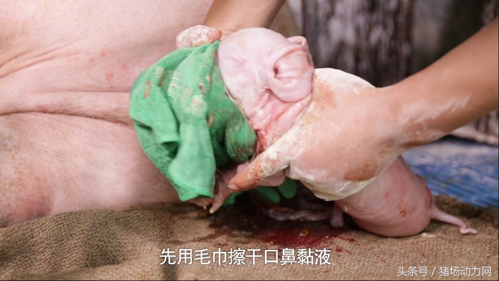 大雪降温天气猪舍管理注意事项,冬季如何给猪仔保暖