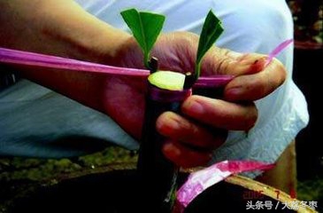 科普嫁接睫毛,嫁接原理是什么