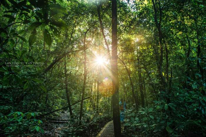 西双版纳最美公园是哪一个,西双版纳最主要景区有哪些