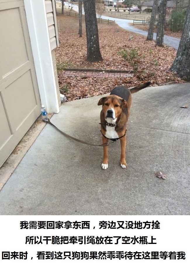 狗狗真好,情多话少——今天来吸吸狗吧~