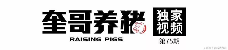 大雪降温天气猪舍管理注意事项,冬季如何给猪仔保暖