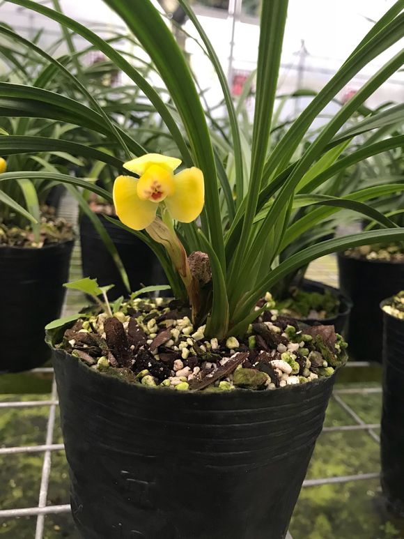 这五种花不能养,5种不能多浇水的花