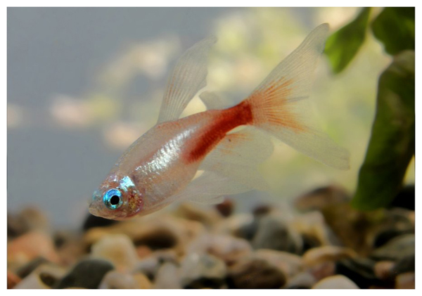 小型红绿灯热带观赏鱼大全,淡水热带红绿灯鱼