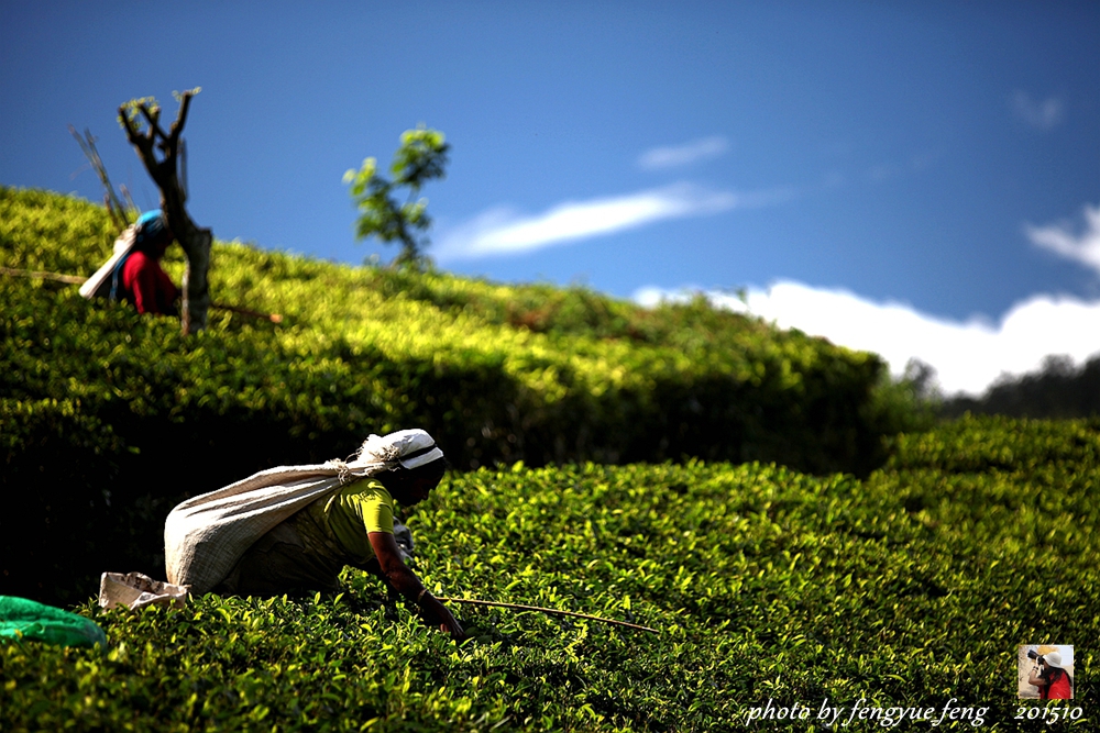 斯里兰卡旅游景点视频全集,斯里兰卡咋去