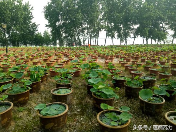 小型碗莲从种植到开花,碗莲养护基地在哪里