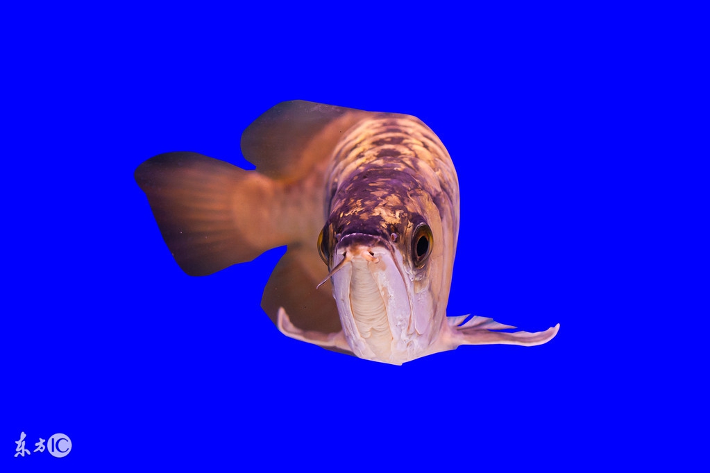 养好龙鱼需要什么设备,养好龙鱼的办法