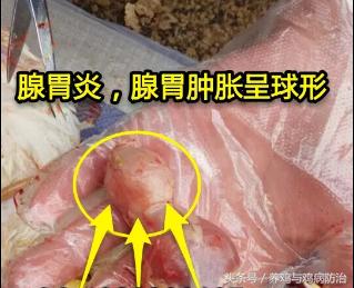 养鸡对肠道好吗,养鸡最好的肠道药