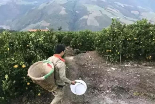 褚橙成功秘诀,褚橙一亩产多少