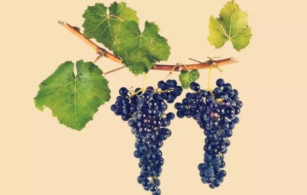 那些兼具美、雅的葡萄酒名字，如何在晚清时期诞生的
