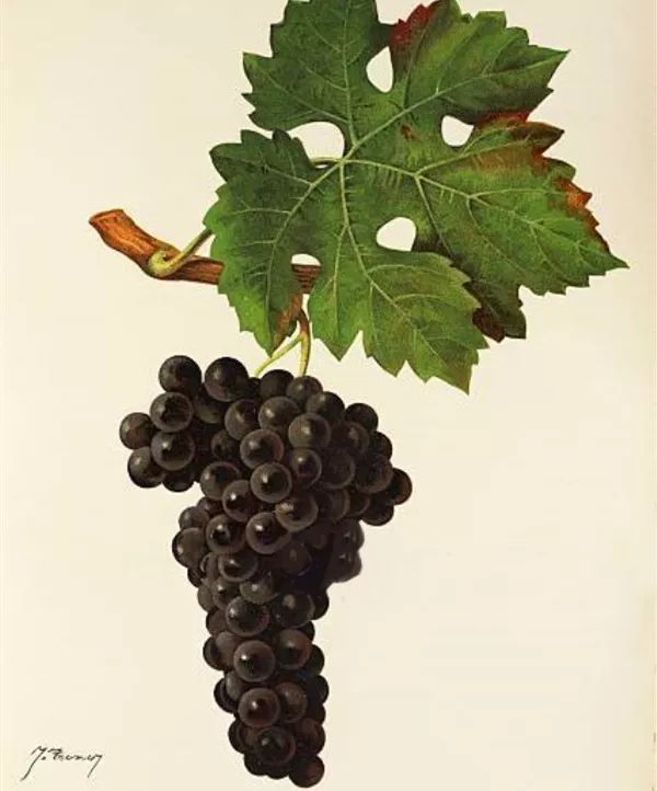 那些兼具美、雅的葡萄酒名字，如何在晚清时期诞生的