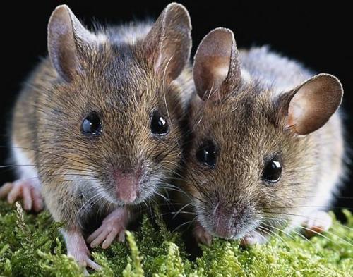 十二生肖的桃花运和运势,2012年4月13日十二生肖运势与桃花