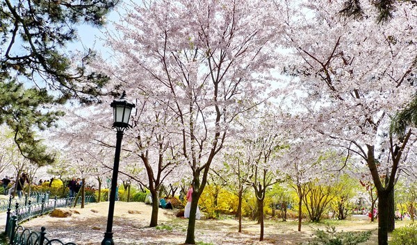 去日本看樱花攻略,去日本看樱花的攻略