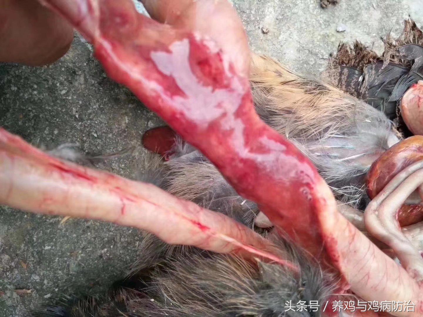 养鸡大全全部视频,养鸡视频大全100只鸡